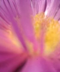 Map.ache - Artiste programmé au Paradise City 2026